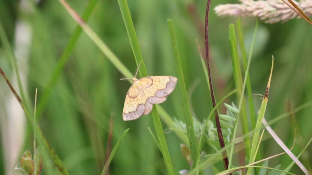 Rare Moth Rediscovered in England After 70 Years