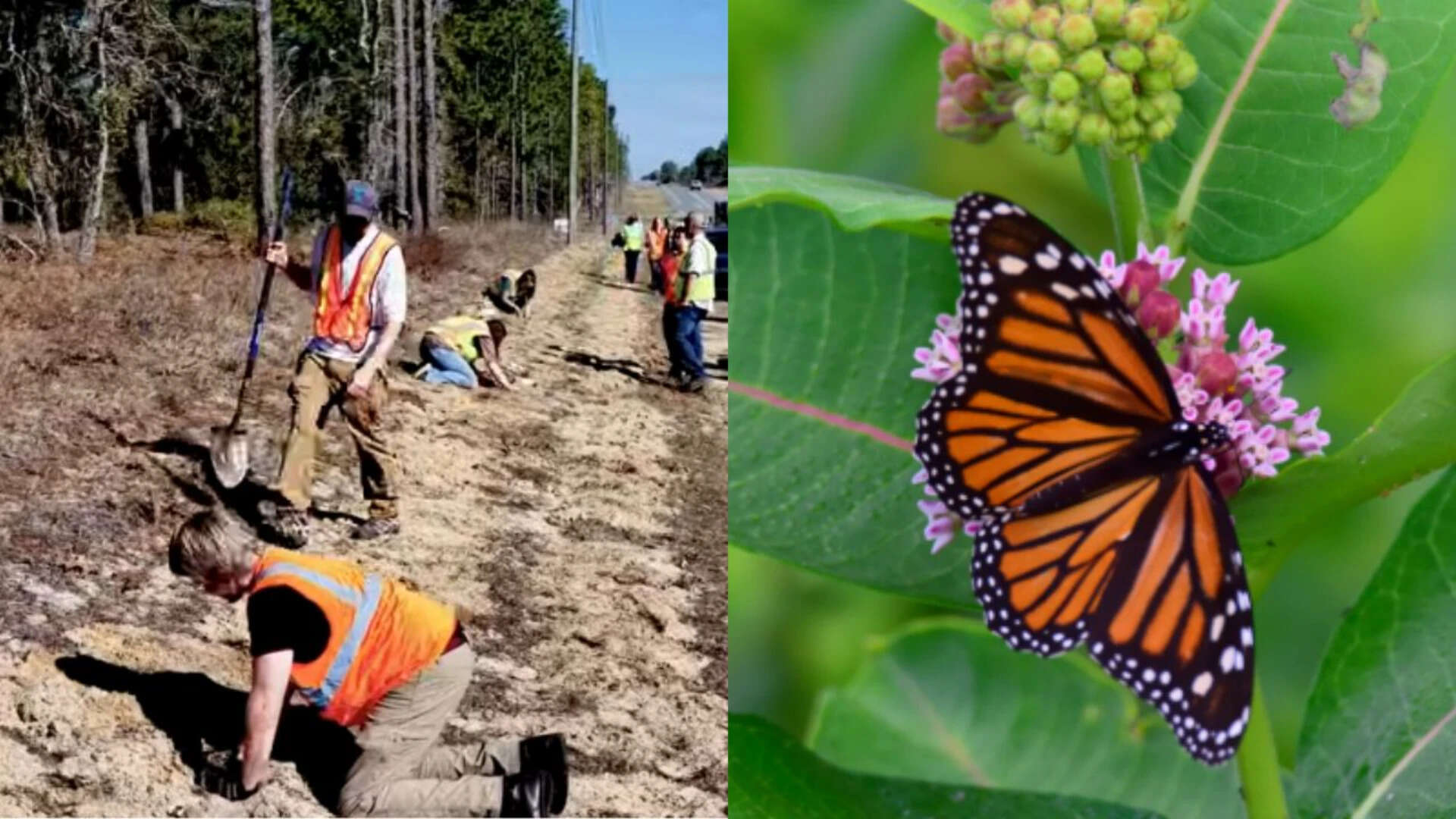 Florida Plants 15,000 Milkweed Plants