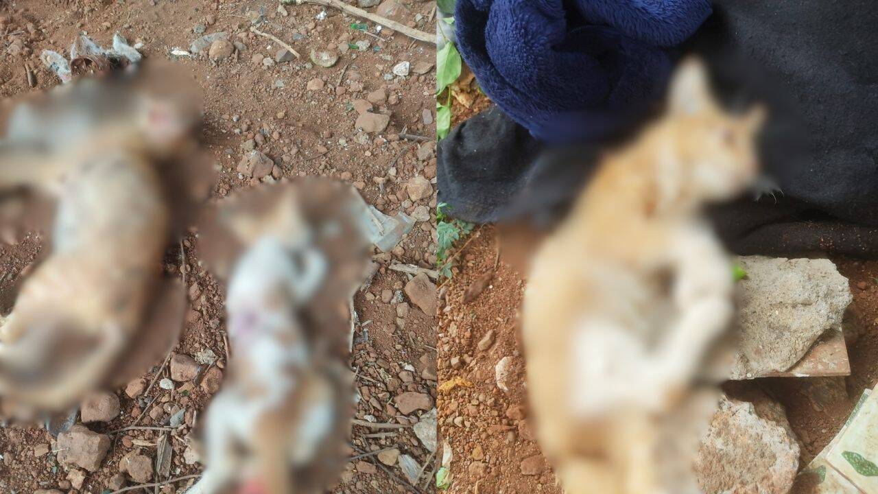 Mumbai Police Probe Cat Killings in Chembur