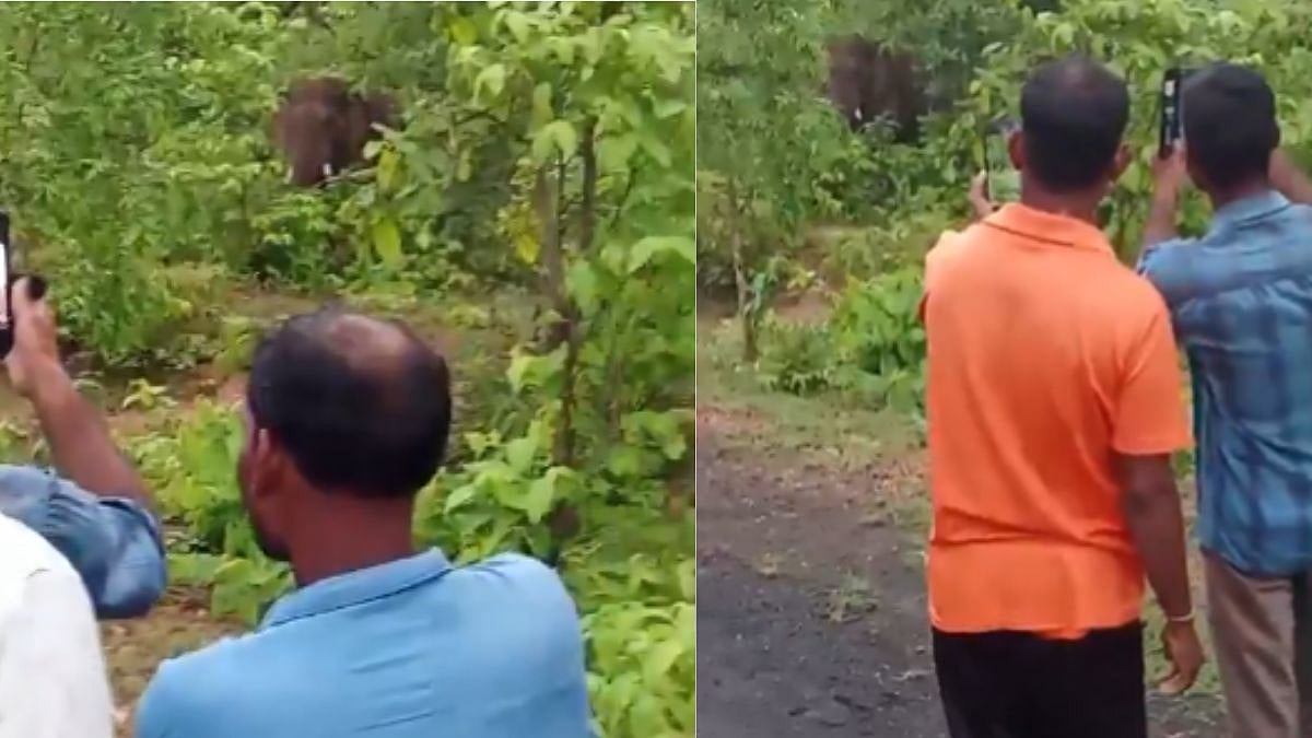 Man Killed By Wild Elephant In Gadchiroli