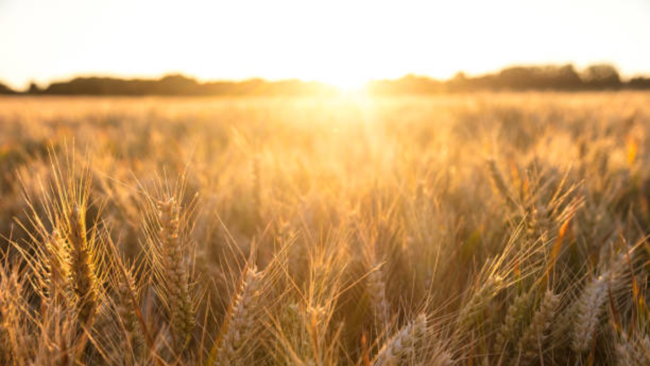 British Barley Field Transforms Into Woodland In 60 Years
