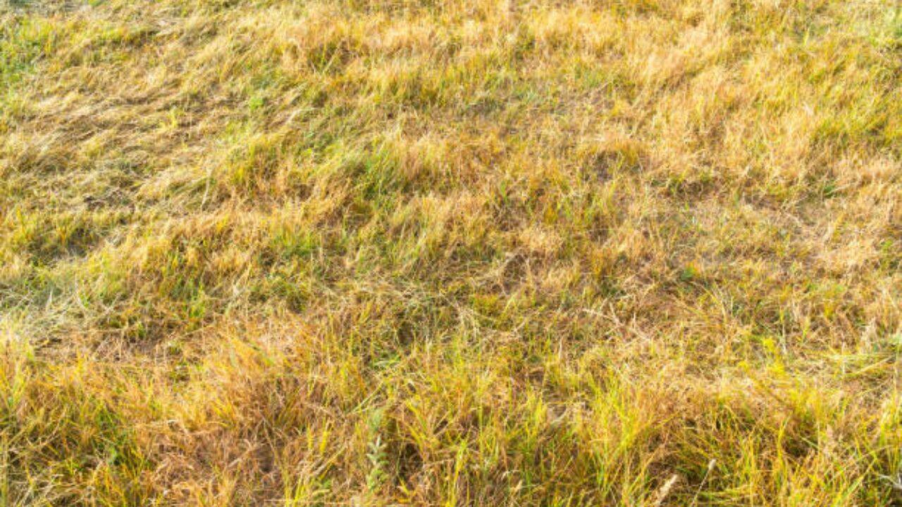 Britain's Grass Turns Yellow After Driest Month