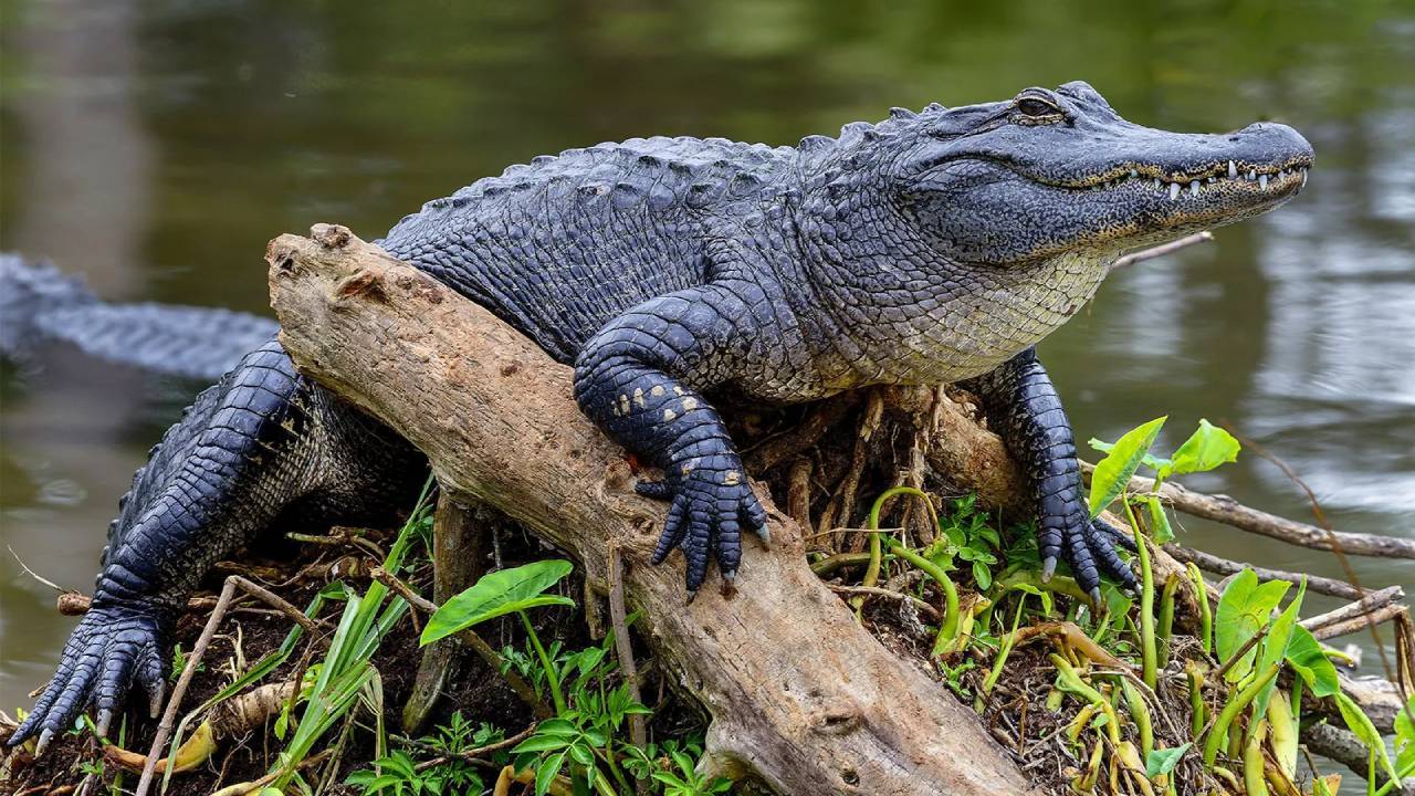 Florida Paddleboarder Loses Arm in 10-Foot Alligator Attack