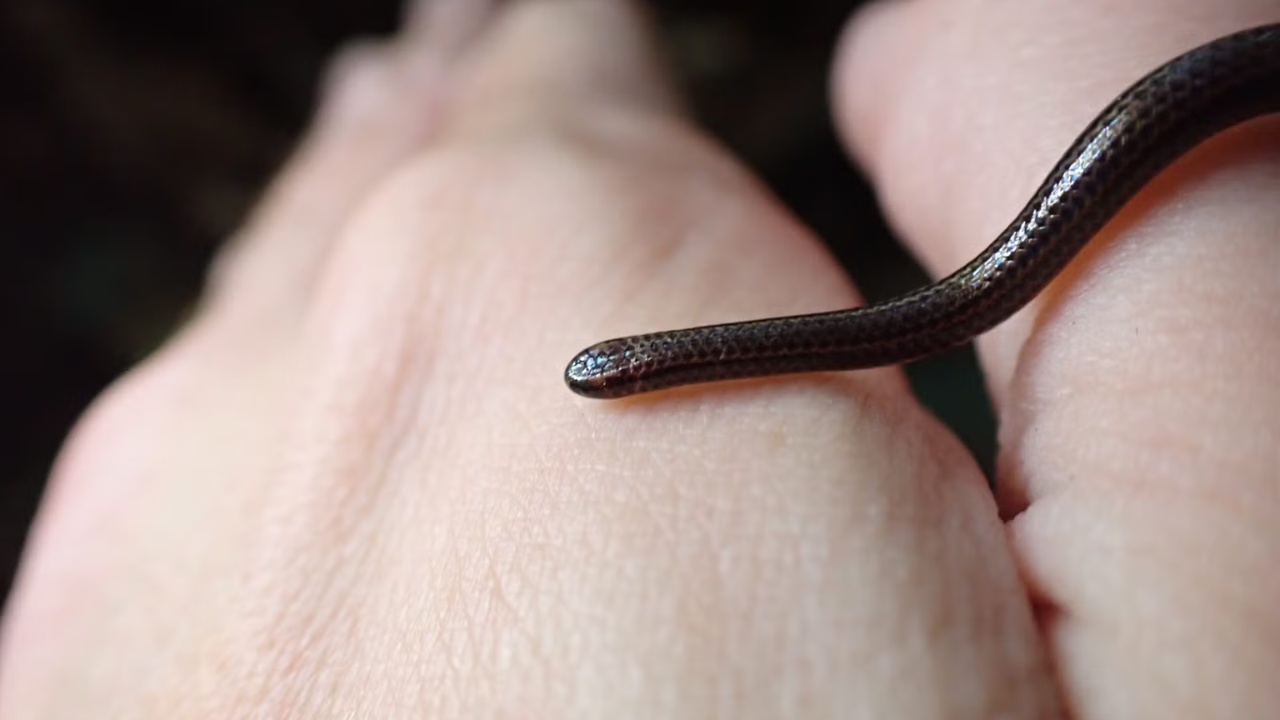 Barbados Threadsnake Rediscovered