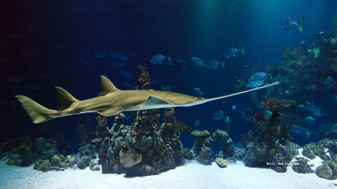 Sawfish Killed for $8k Teeth in Illegal Trade