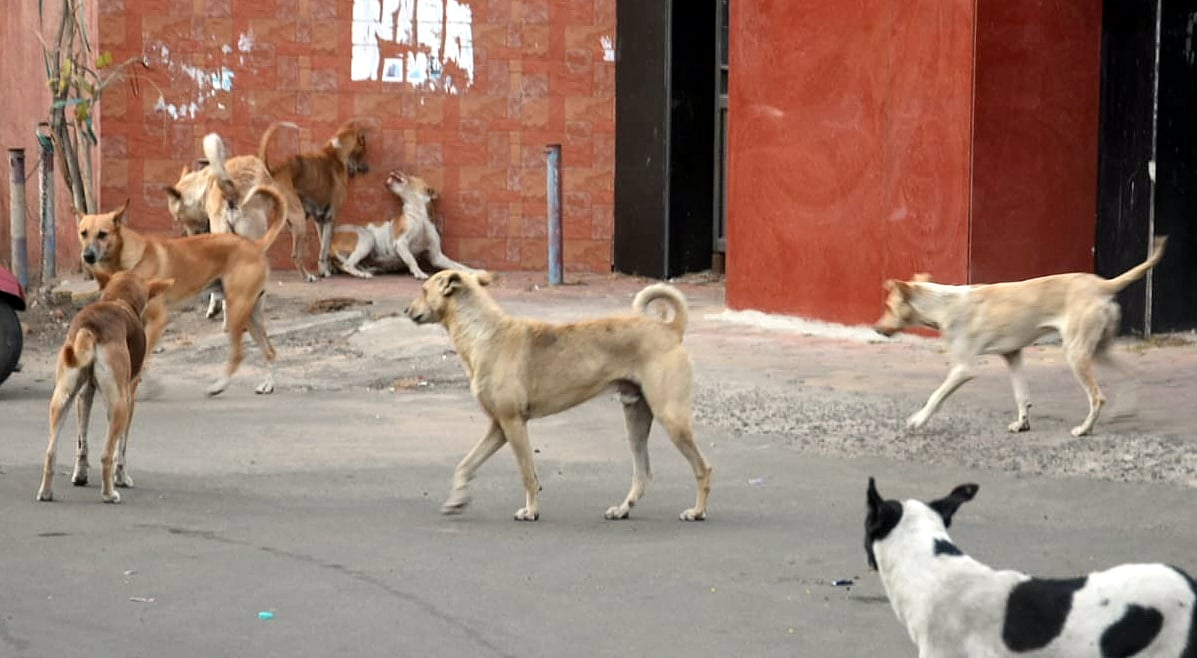 Kaij Launches Stray Dog Sterilisation Drive