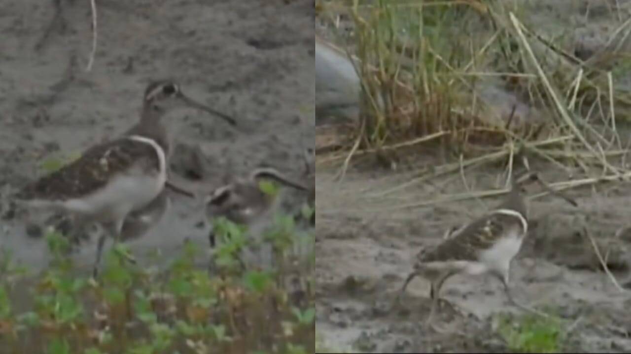 Rare Bird Spotted in Corbett Reserve