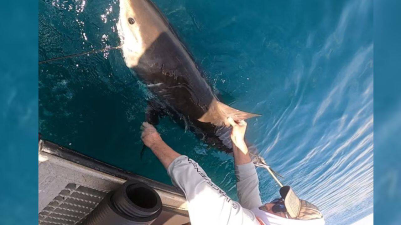 US Scientists Use Sharks to Improve Hurricane Forecasts