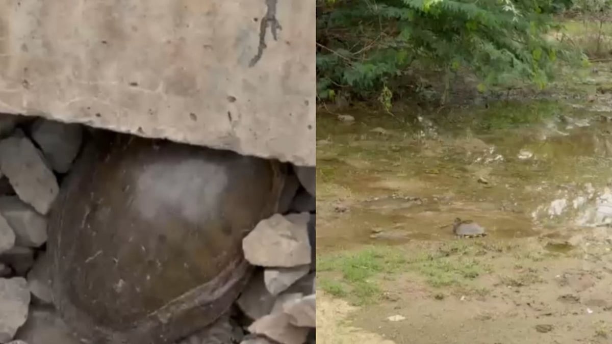Railway Official Rescues Trapped Turtle