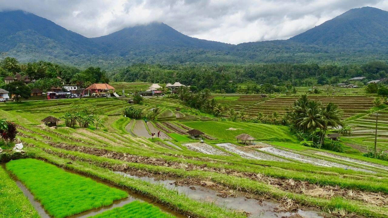 Bali Loses Rice Fields, Locals Buy Water
