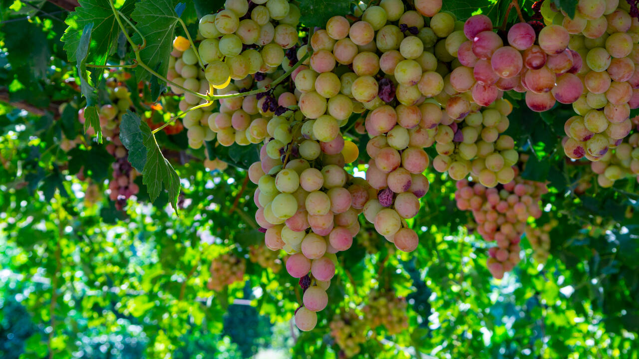 Cyprus Grape Helps Aussie Vineyards