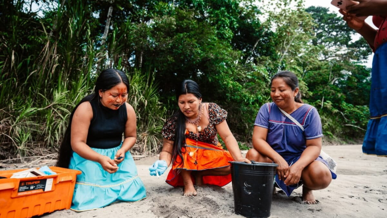 Amazon's Turtle Women Revive River Turtles