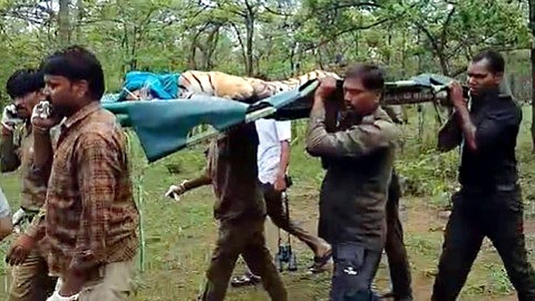 Injured Tigress Rescued in Madhya Pradesh