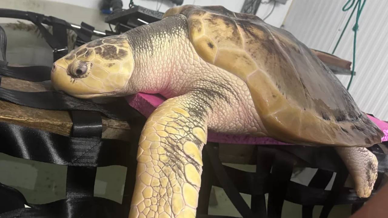 Rhossi Turtle Flies 5,000 Miles to Gulf of Mexico