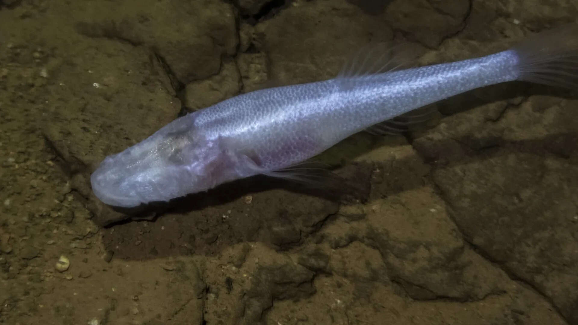 Demon Cavefish Discovered in US Cave