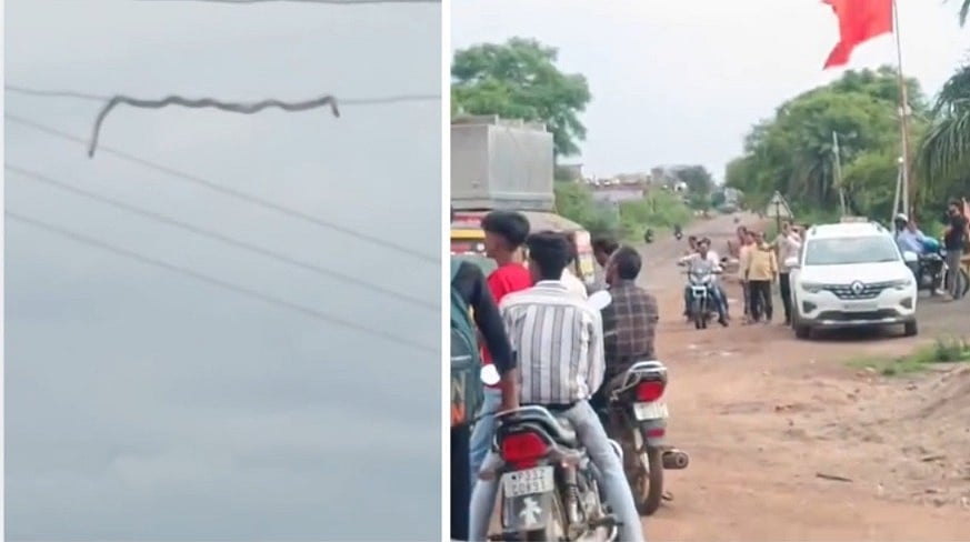 Giant Snake Spotted On Power Line In MP's Shivpuri