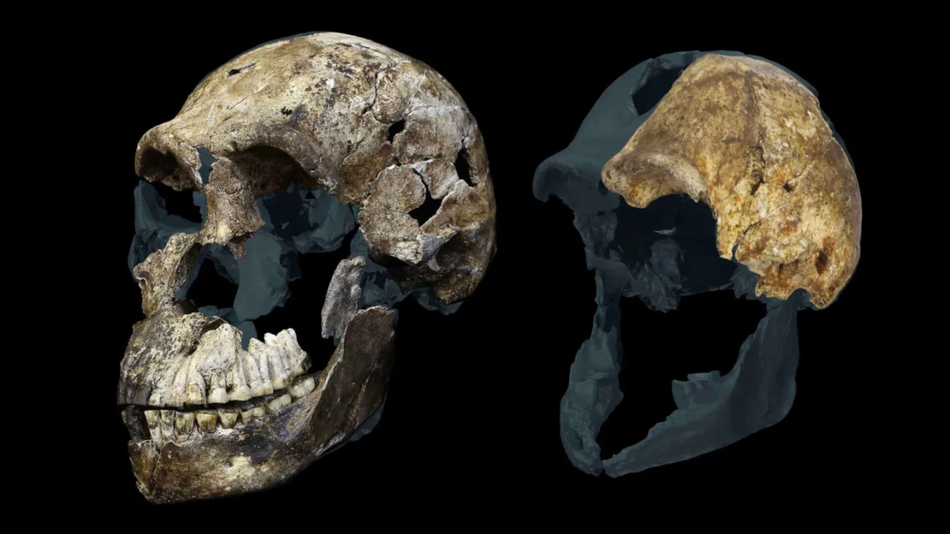 Homo Naledi Fossils Found To Be Female