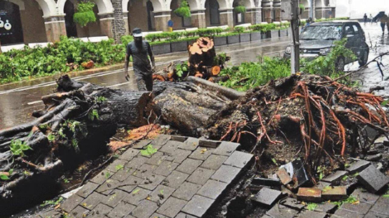 Mumbai Loses 826 Trees in 14 Days