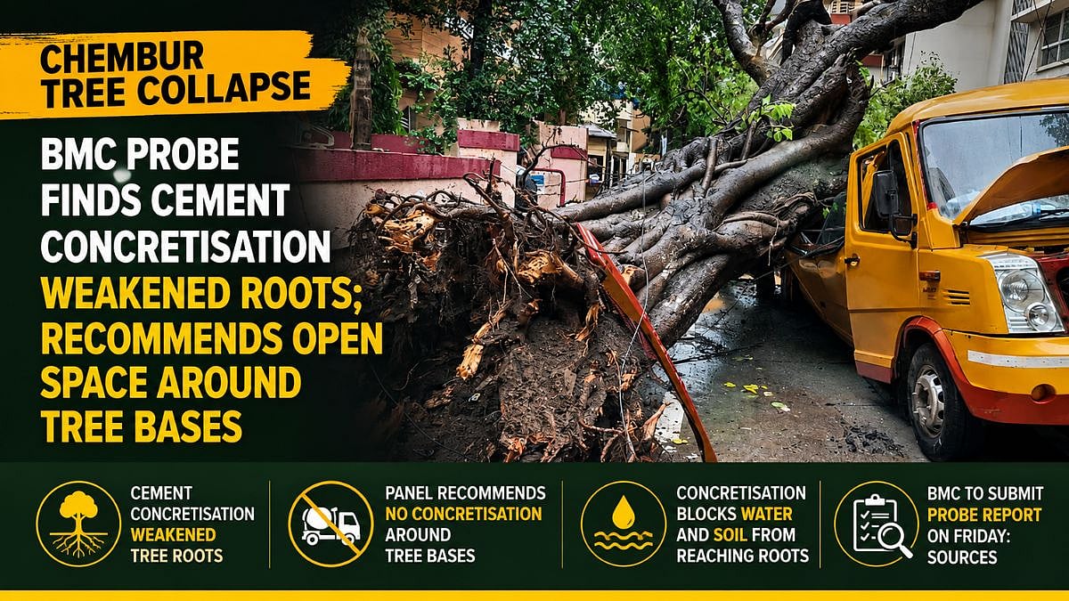 BMC Probe Blames Cement Concretisation for Chembur Tree Collapse