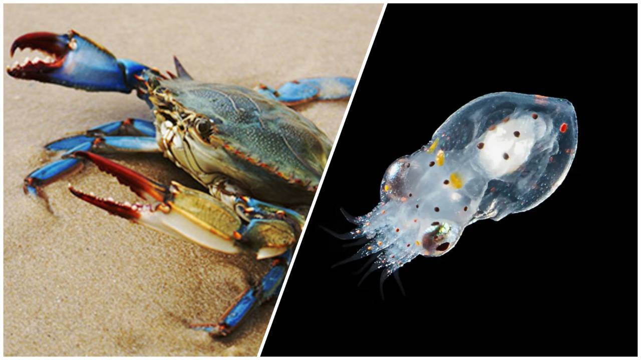 Italy Releases 130,000 Octopuses to Fight Invasive Crabs