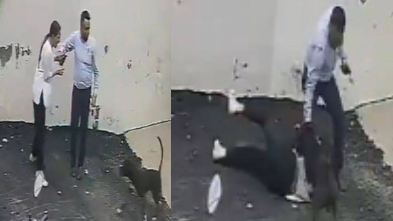 Pitbull Attacks Couple in Patiala