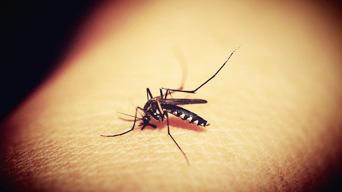 Rajasthan Reports 2 Chandipura Virus Deaths