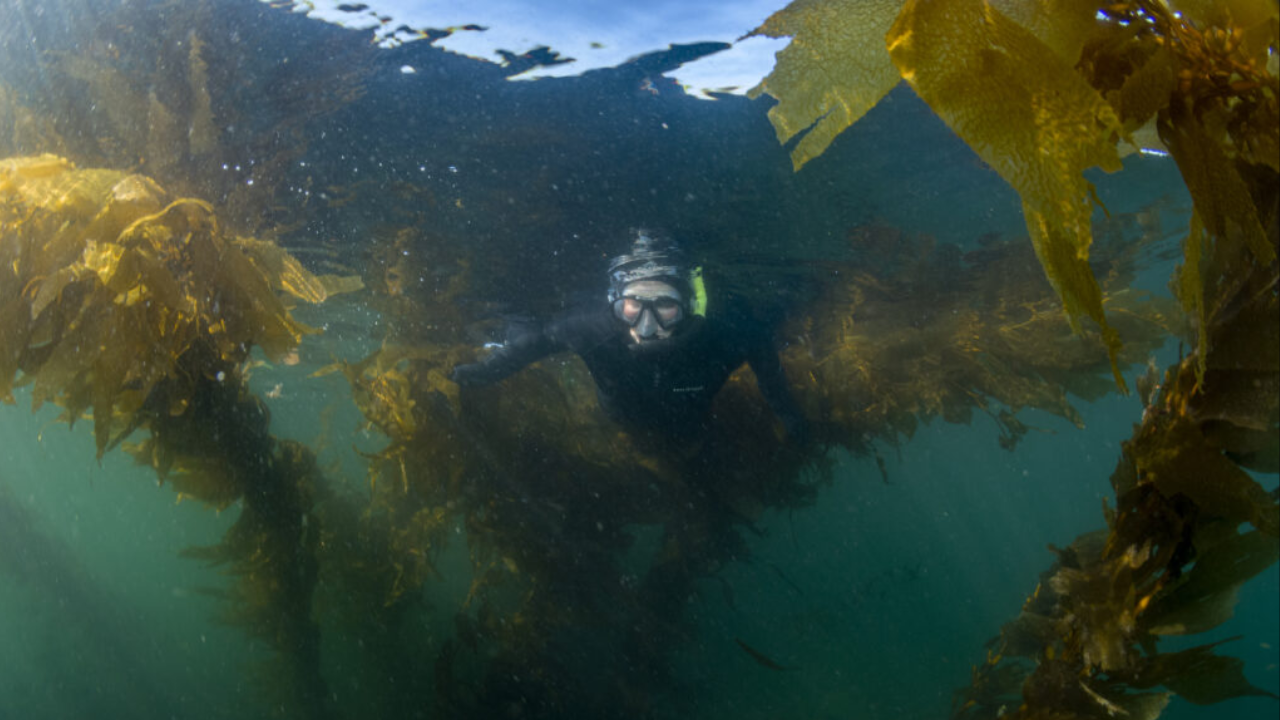Canada's Kelp Forests Survive Best in Cooler Waters
