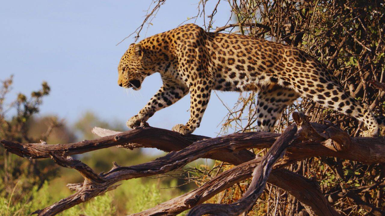 Yala National Park: Leopards Lounge on Trees