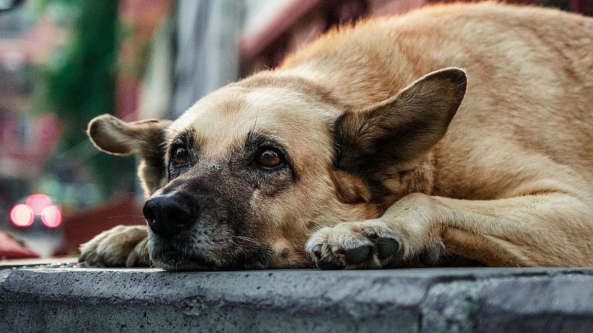 Dog Rescued From River In Borivali