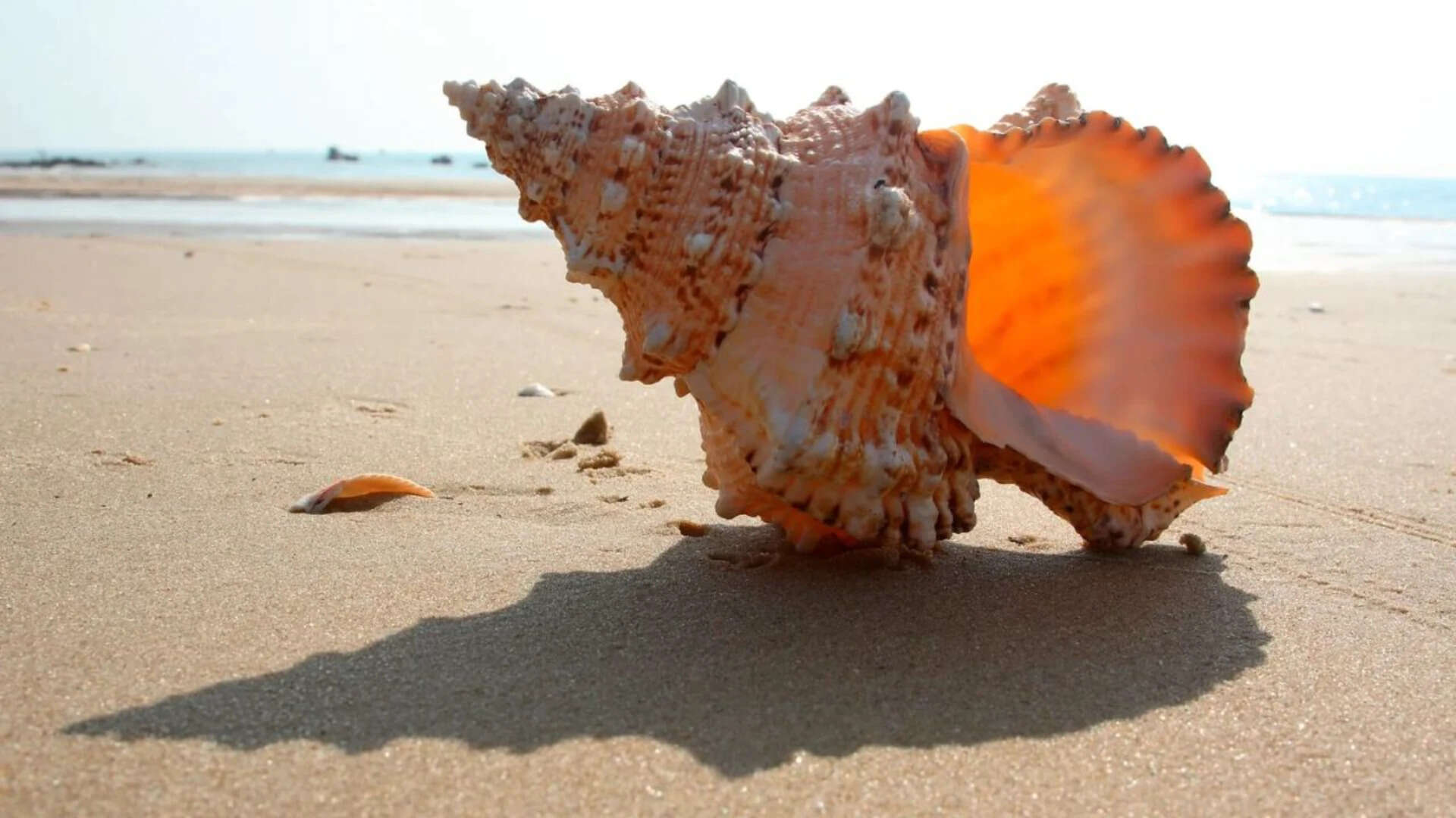 Ocean's First Homes Emerged 470 Million Years Ago