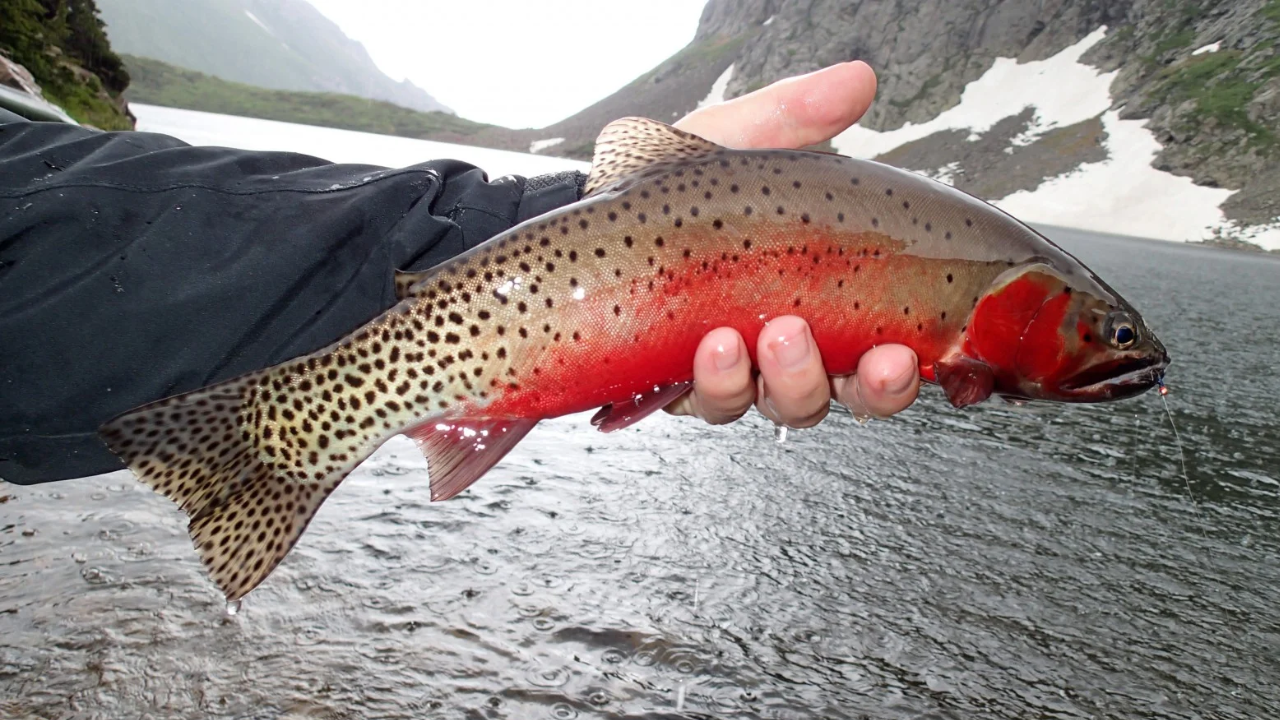Native Trout Restored to 120 Miles of Streams