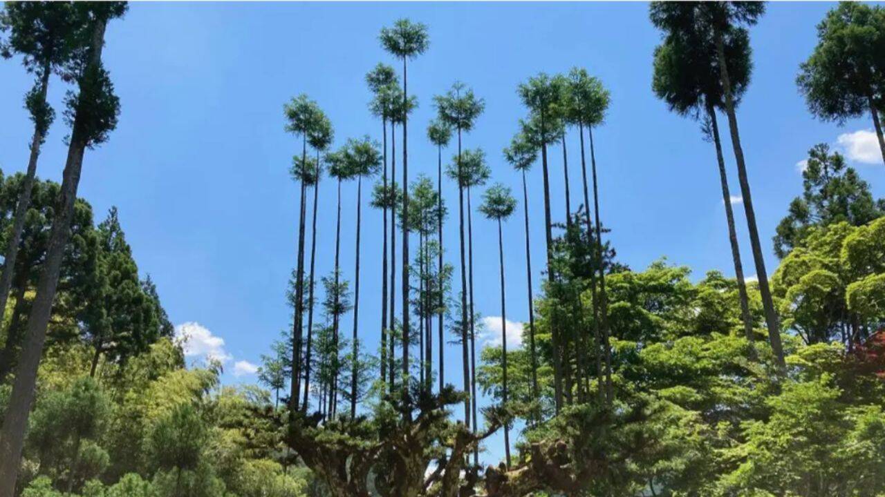 Japan's Daisugi Technique Harvests Timber Sustainably
