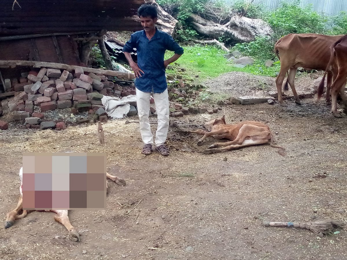 Leopard Kills Calves in MP Village