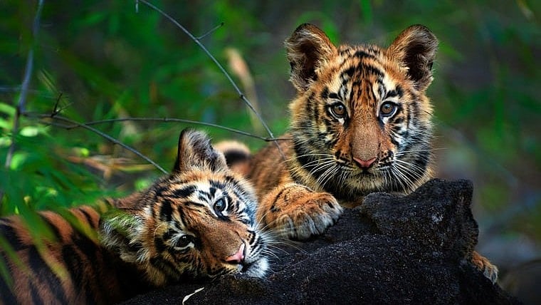 Jalgaon Tiger Corridor Remains Unprotected