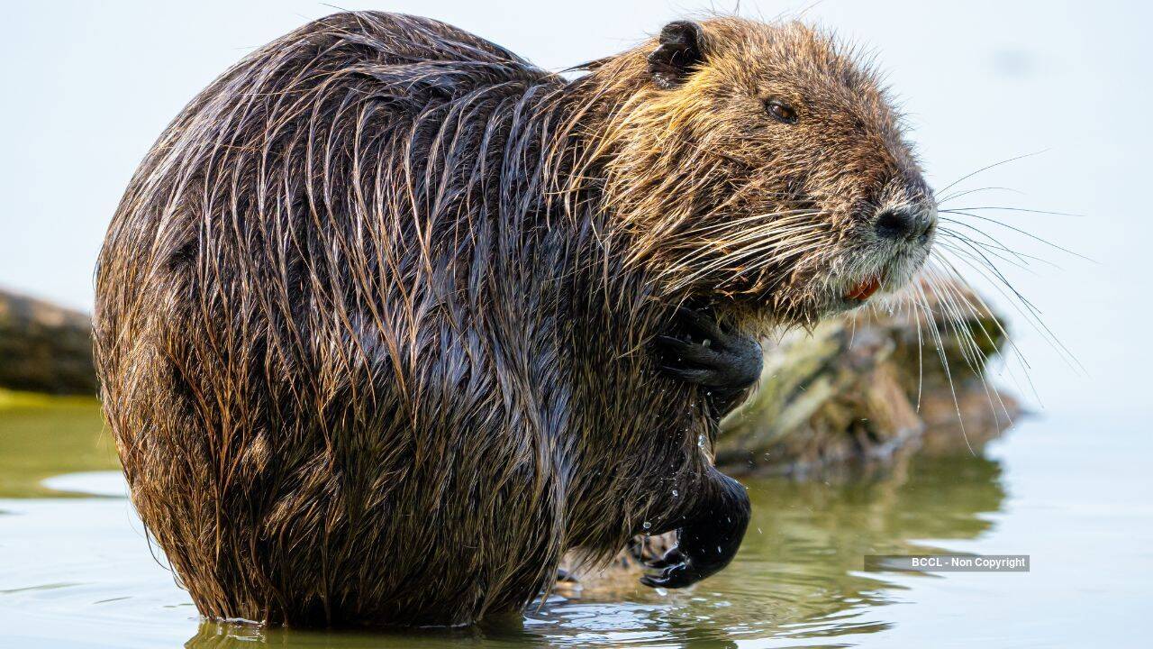 California Nutria Rodents Reappear After Eradication