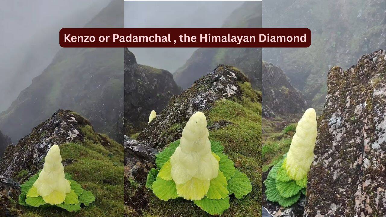 Himalayan Kenzo Flower Blooms Once in 7 Years
