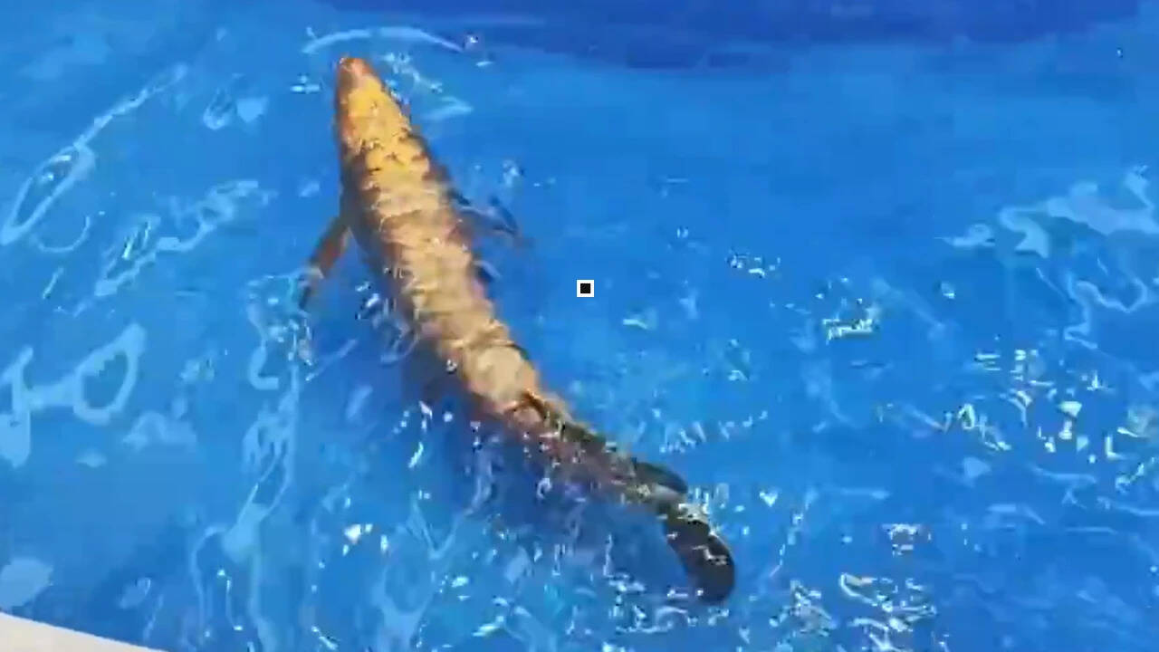 China Unveils Robotic Fish at Beijing Trade Fair