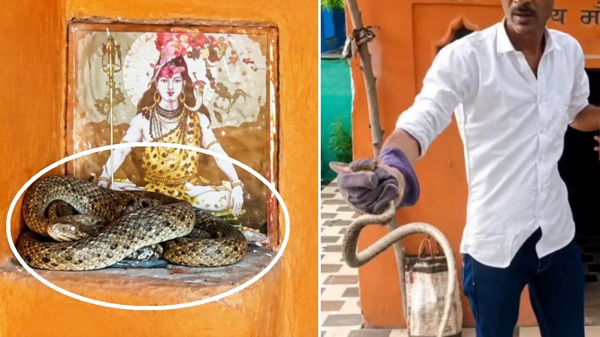 5-Feet-Long Snake Found Near Lord Shiva's Idol