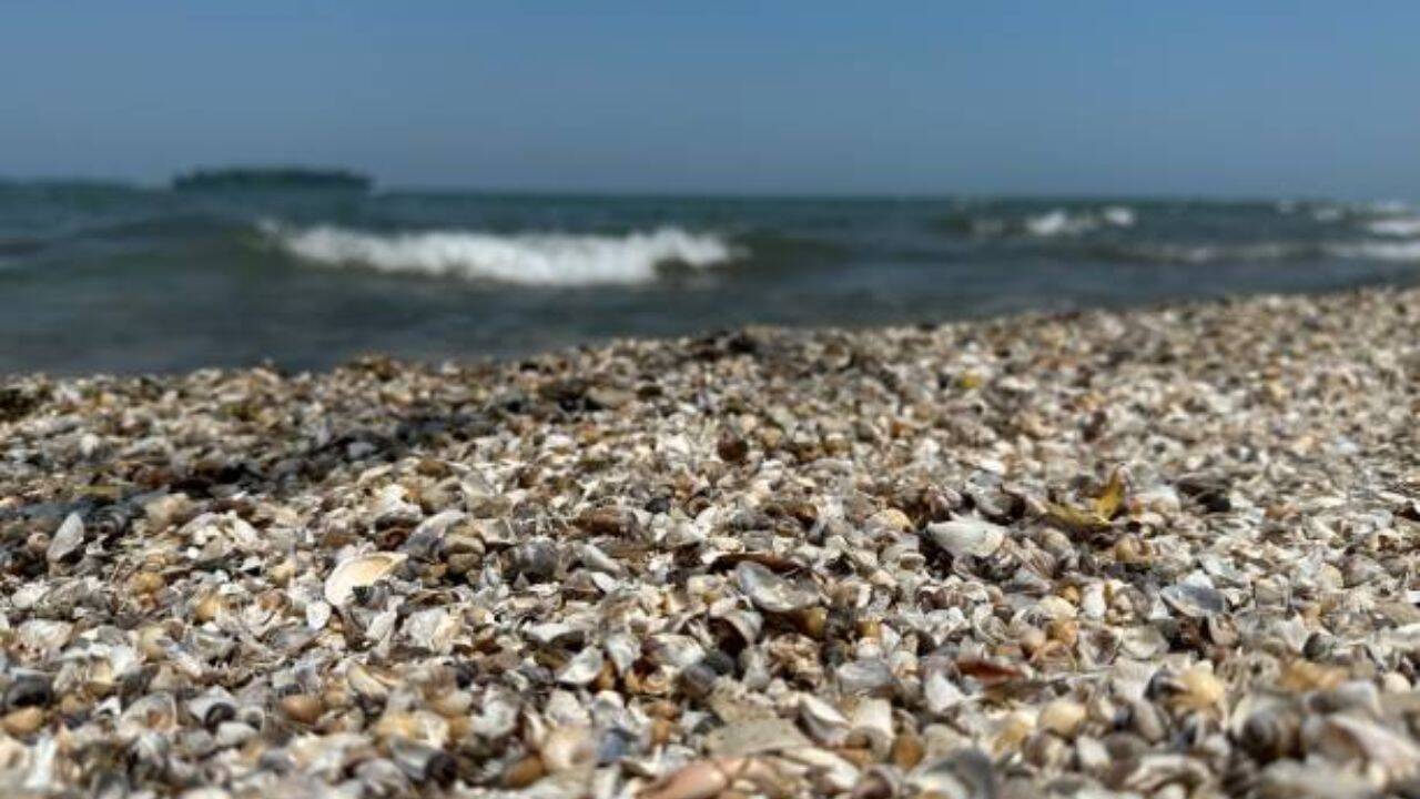 Spain Battles Zebra Mussel Infestation