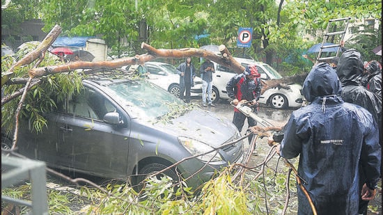 Mumbai Trees Fall: Civic Bodies Blame Different Reasons