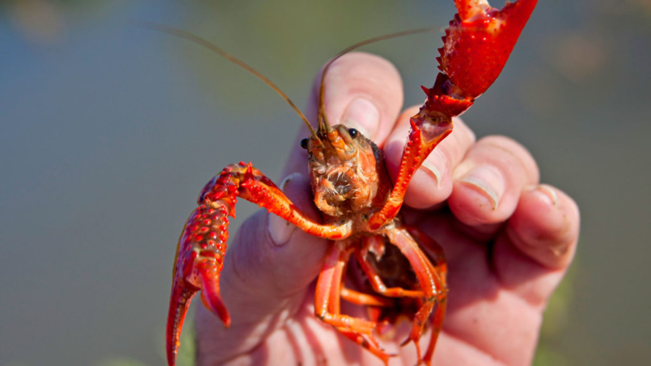 Europe Fights Self-Cloning Crayfish