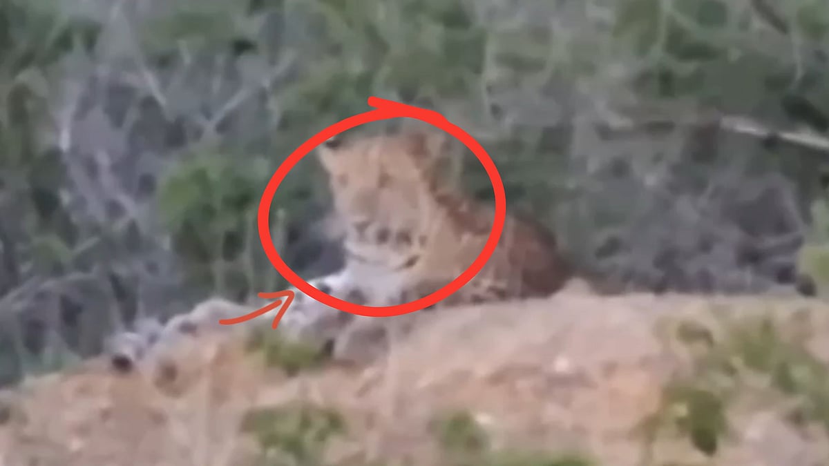 Farmer Scolds Leopard For Attacking Dog In MP's Shivpuri