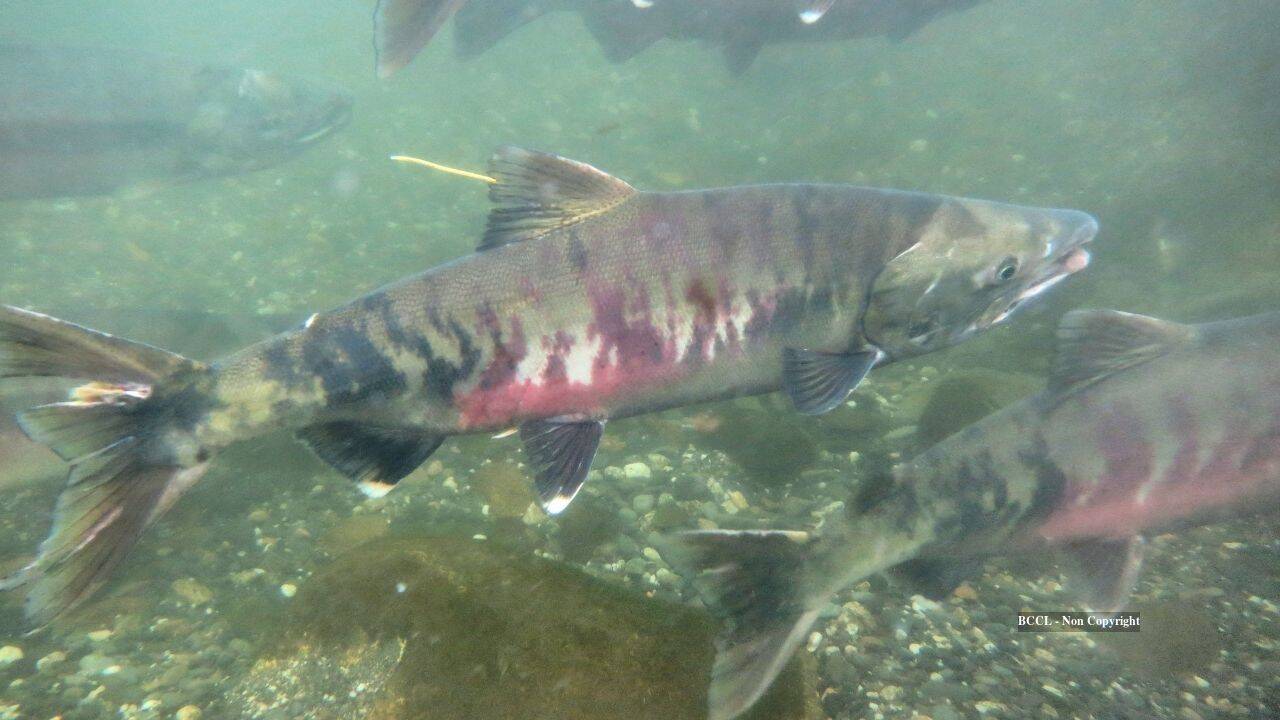 Washington Watershed Sees Chum Salmon Surge