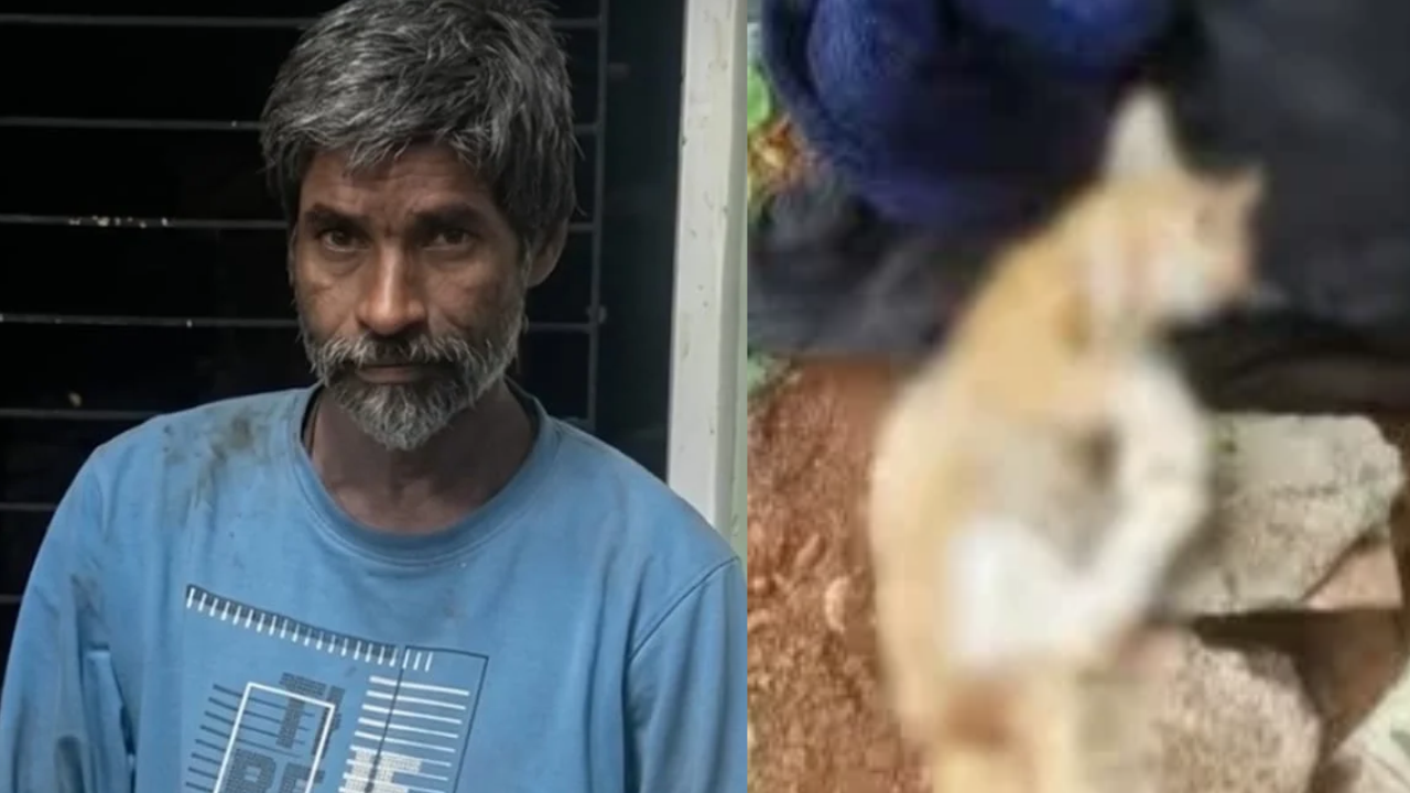 Chembur Cat Killer Released on Bail
