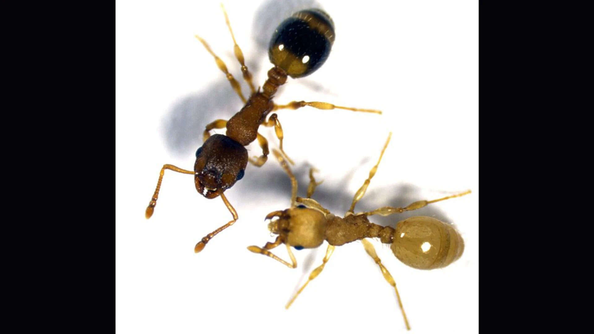 Tapeworm Turns Worker Ants into Queen-Like Creatures