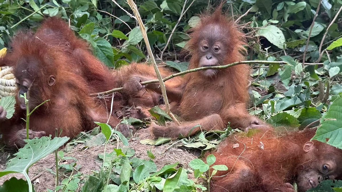 5 Baby Orangutans Found In Odisha Forest