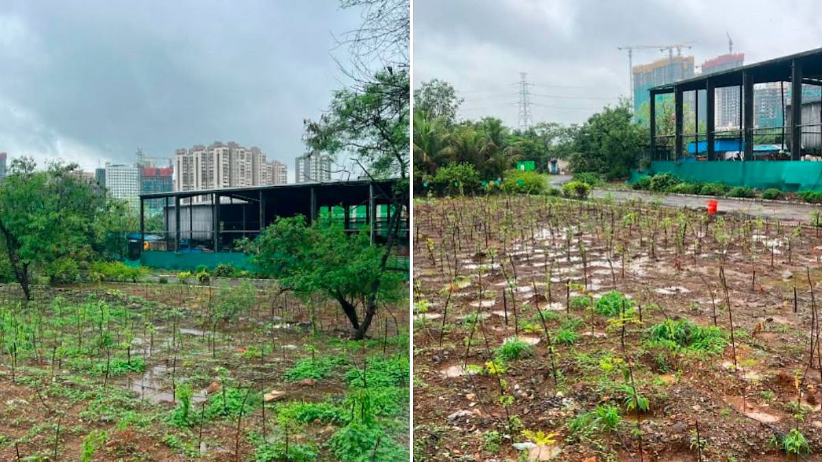 BMC Plants 7,662 Saplings Near Kanjurmarg Dumping Ground