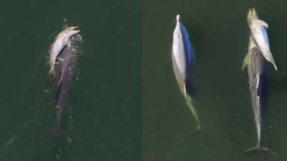 Mother Dolphin Carries Dead Calf For Six Days