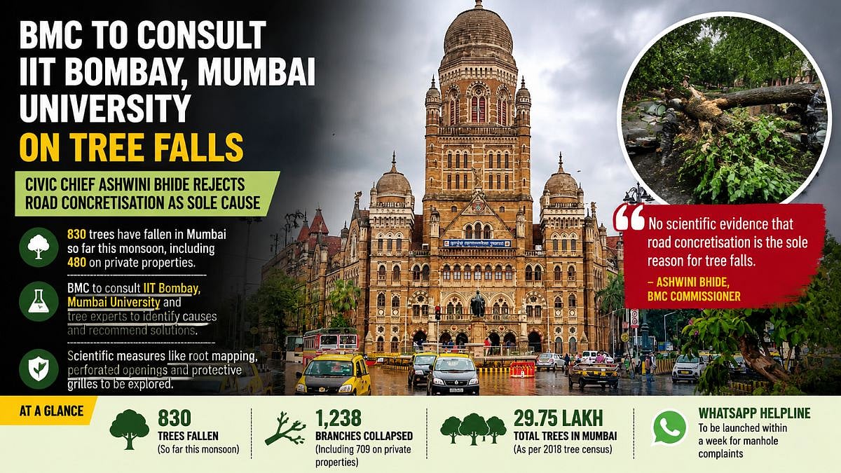 BMC Seeks Expert Help On Tree Falls