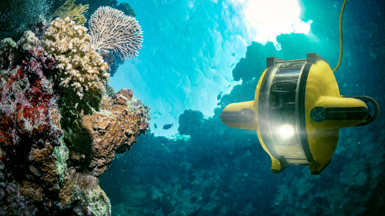 Chlorophyll Reaches 1,000 Metres Deep